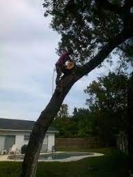 Tree Care Tips Tree Removal Service Tree Care Tree Removal