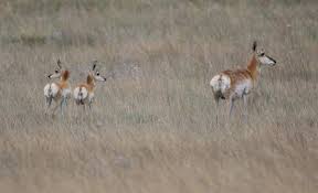American Pronghorn - A Species Profile | Wyoming Game & Fish Department