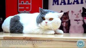 Visit asia, malaysia, visit sarawak, or visit kuching.cat city holidays offers variety of sight seeing tour packages. Kelab Kucing Malaysia Merdeka Negaraku Powercat Sehati Sejiwa Part 4 Youtube