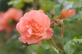 'westerland' is a rose for the bold and daring gardener. Apricot Orange Rose Westerland 1 Photograph By Jenny Rainbow