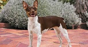 A subsequent litter from the same parents American Hairless Terrier Dog Breed Profile Petfinder