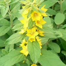Image result for Lysimachia barbata