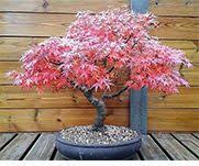 Tous Les Substrats Pour La Culture Du Bonsai Le Jardin De Moji Le Jardin De Moji Plants Bonsai Garden