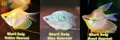 See more of xian long aquatic sdn bhd 祥龍水產有限公司 on facebook. ÙØ­Ø¯Ø¯ Ø§ÙØ¥Ø®ÙØ§Ø¡ ÙÙØªØ£ÙÙØ¯ Short Body Pearl Gourami Designedbysea Com
