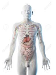 Lateral branches from posterior intercostal arteries, axillary artery, lateral thoracic artery, thoracoacromial artery, deltoid branch, pectoral branch, superior. Upper Torso Anatomy Torso Model Human Body Model Upper Torso Arteries Anatomy Models Human Anatomy Model Modern Home Design