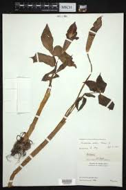 Image result for Arisaema mildbraedii