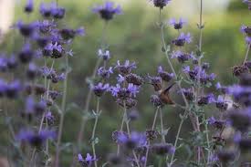 Salvia spathacea, or the hummingbird sage, is a central and southern california coastal native with a spreading habit and beautiful upright flowering stems. Flying Marvels How To Attract Hummingbirds To Your Garden Pasadena Star News