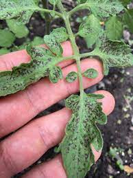 Check spelling or type a new query. Tomato Leaves Turning Purple Gardening Landscaping Stack Exchange
