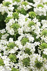 Maybe you would like to learn more about one of these? Babylon White Verbena Hybrid Proven Winners White Flowers Garden White Plants Plants