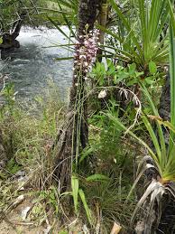 Image result for Eulophia horsfallii