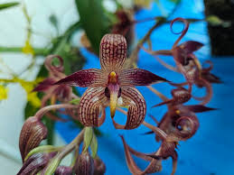 Image result for Rhipidoglossum globulosocalcaratum