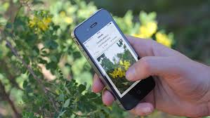Kräuter erkennen und bestimmen mit dieser app! Pflanzenbestimmung App Mit Diesen Apps Lassen Sich Pflanzen Und Insekten Bestimmen Bayern 1 Radio Br De