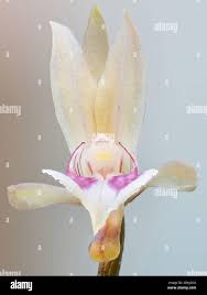 Image result for Oeceoclades maculata