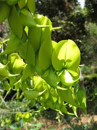 Image result for Crotalaria agatiflora