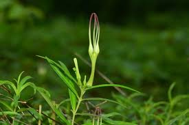 Image result for Ceropegia arenarioides