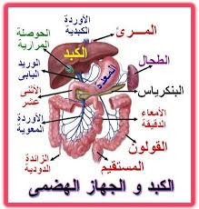 باب كوم مؤتمر دولي لأمراض الجهاز الهضمي والكبد لدى الأطفال الاثنين المقبل Islam Quran Medicine Quran