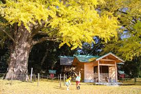 2024年版]雾岛地区红叶景点推荐-MICHIKUSA Guide~星野漫游指南~