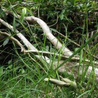 Image result for Scleria nyasensis