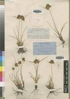 Image result for Pycreus