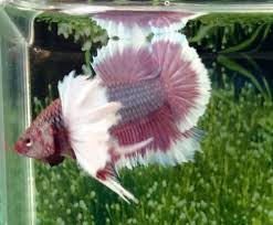 Pin By Robynn Wells On Bettas Pet Fish Cichlids Betta
