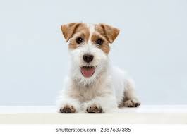 157+ Thousand Jack Russell Royalty-Free Images, Stock Photos & Pictures
