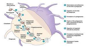 Phagocytosis Definition Mechanism Steps With Example