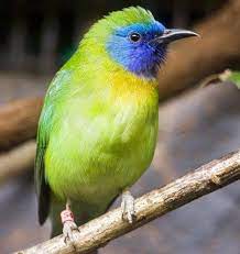 Pin By Fathony Aziz On Belajar Berbagai Penyebab Penyakit Animals Little Birds Pretty Birds