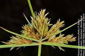 Image result for Pycreus polystachyos