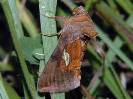 Image result for Autographa excelsa