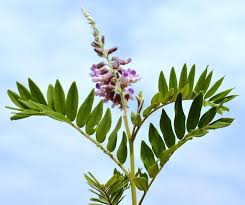 Image result for Sophora velutina