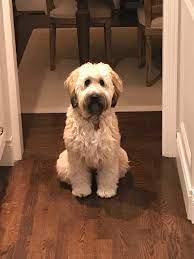 Wheaten Terrier Caes E Animais