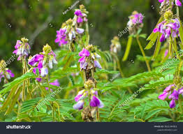 Image result for Tephrosia vogelii
