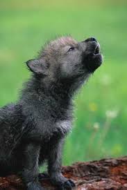 Wolf Welpe Wahrscheinlich Die Susseste Sache Die Ich Je Gesehen Habe Check It Out Er Hat Seine S Hayvan Bebekler Cok Sirin Hayvanlar Hayvan Resimleri