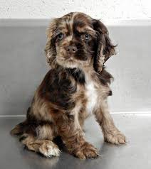 Black And Brown Cocker Spaniel Puppies For Sale Cocker Spaniel Puppies Adorable Omg Seriously I Want This Dog Spaniel Puppies Cocker Spaniel Puppies Beautiful Dogs