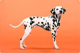 Image result for dalmatian