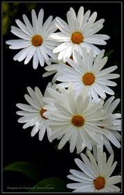 marguerite daisies murrays bay flower painting beautiful flowers happy flowers