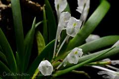 Image result for Podangis dactyloceras