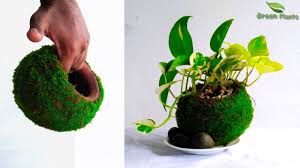 Lag din egen bordplattemoss hage med disse 5 enkle trinnene! Moss Pot Making For Indoor Money Plants Indoor Garden Idea Money Plants Growing Idea Green Plants Youtube