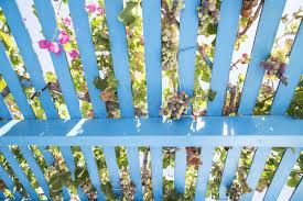 If you want the utility and the ability to use your fence as a trellis which supports plantlife, then the full lattice option is better. Lattice Vines Photos Free Royalty Free Stock Photos From Dreamstime