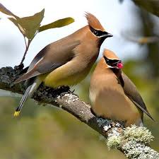 Cedar Waxwing Brown Birds That Look Like Cardinals National Audubon Society On Instagram From October To April The Cedar Waxwing S Diet Is Almost Completely Fruit Beautiful Birds Cedar Waxwing Backyard Birds