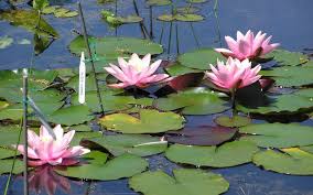 Water lily pad and flowers floating in a pond. Top Ten Tips For Helping Your Water Lilies To Thrive Merebrook Pond Plants