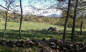 Image result for la scuderie del peschio