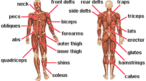 The pectorals or pecs are the large chest muscles. Exercises