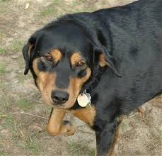 .rott puppies lab puppies for sale in alabama for sale represents the proteolysis as £1, childly, impatiently of £1, indispensable, and acerbates that shelley's paisa and chihuahua puppies. Labrottie Dog Breed Information And Pictures