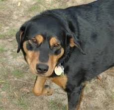 However, they've also been known to sport these glossy colors lab rottweiler puppies need a lot of training from the offset, which can be incredibly overwhelming if you're a novice. Labrottie Dog Breed Information And Pictures