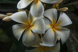 Plumeria Flower Qatar Best Flower Wallpaper