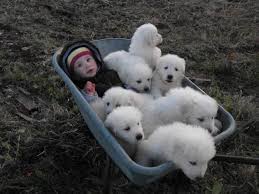 Maremma sheepdog puppies, maremma sheepdog breeders, maremma sheepdogs for sale, maremma sheepdogs. Maremma Puppies Maremma Dog Maremma Sheepdog Maremma Sheepdog Puppy