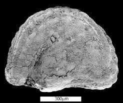 Image result for Cordia sinensis