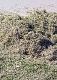 It's not always necessary to dethatch a lawn; Early Spring Lawn Care Neil Sperry S Notes