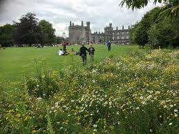 Kilkenny A Bee Friendly City All Ireland Pollinator Plan